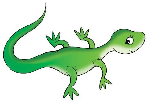 Totkay to get rid of lizards