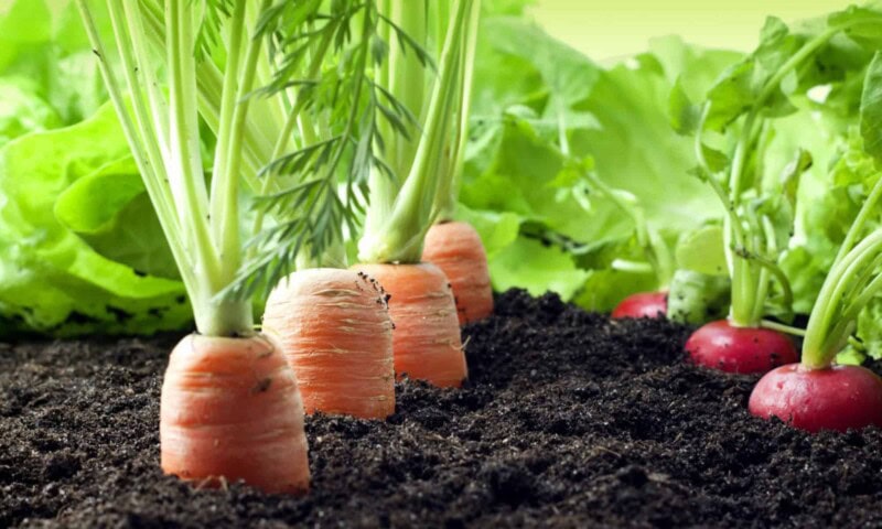 Healthy living: Organic products and where to buy them