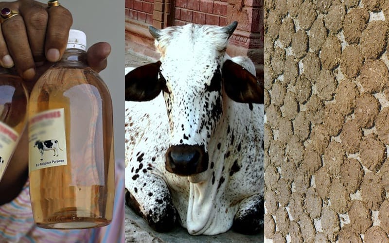 India to produce drug with cow urine, dung to develop ‘highly intellectual’ children