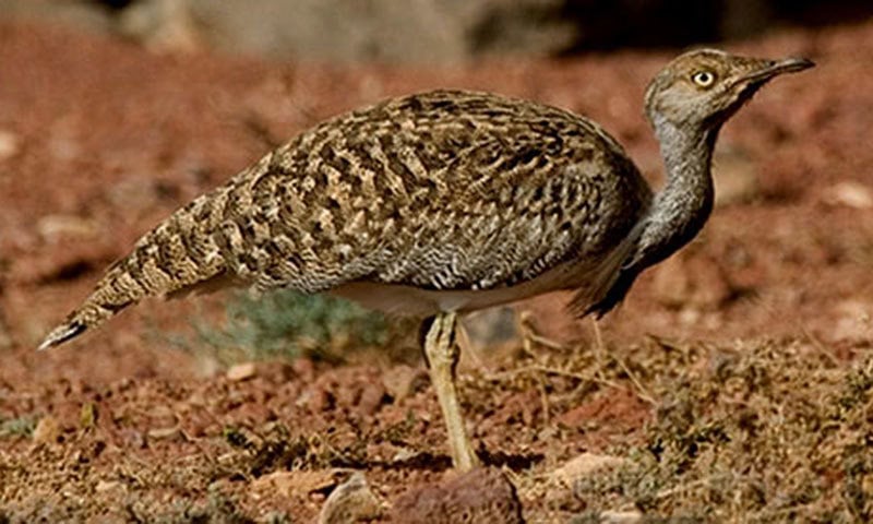 Special hunting permit issued to King of Bahrain for rare houbara bustard