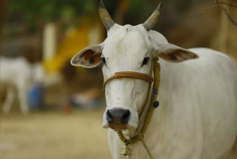 Indian political organisation plans ‘gaumutra party’ to fight coronavirus