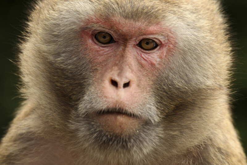 COVID-19 research: Monkeys develop immunity after exposure to virus