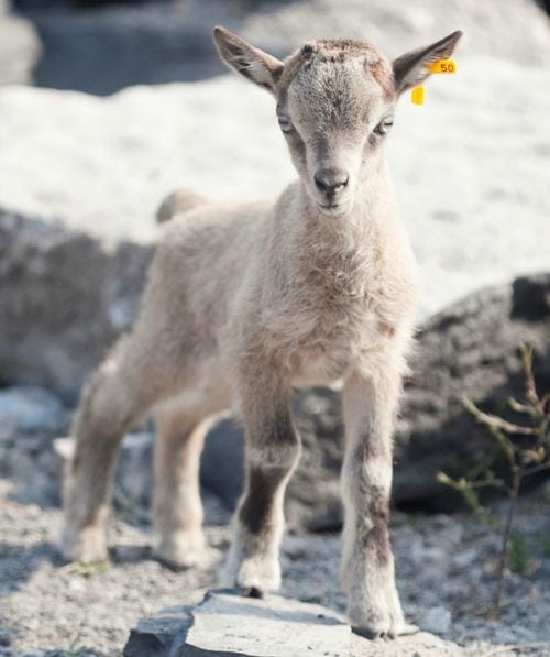 VIDEO: Man in Chitral jumps into river to save baby Markhor from drowning