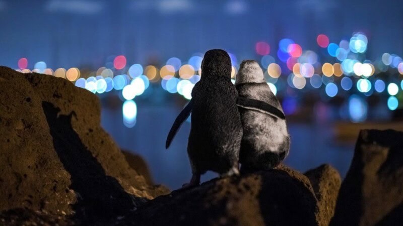 Picture of widowed penguins comforting each other will warm your heart