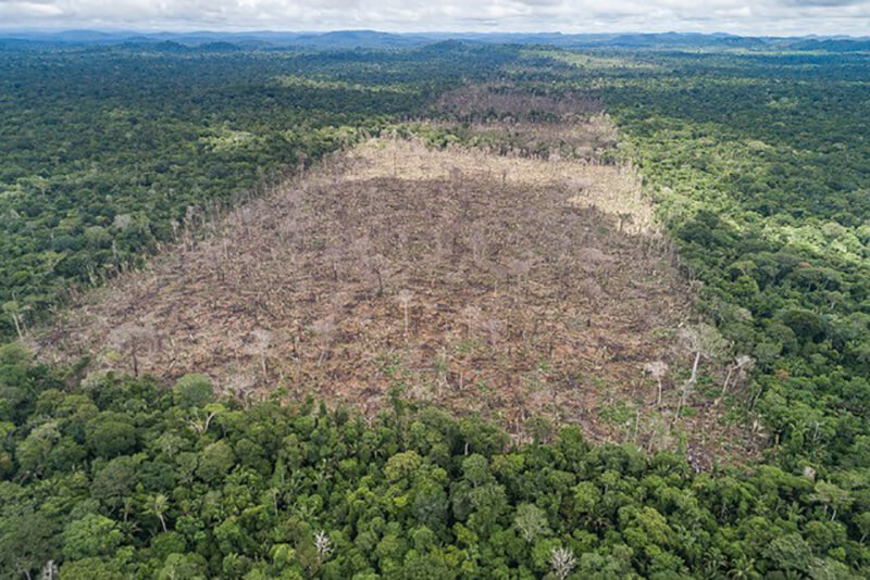 Amazon Rainforest Plots Sold Via Facebook Marketplace Ad The Current