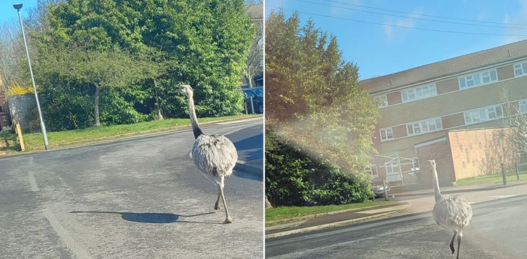 Rare birds spotted running loose in housing estate