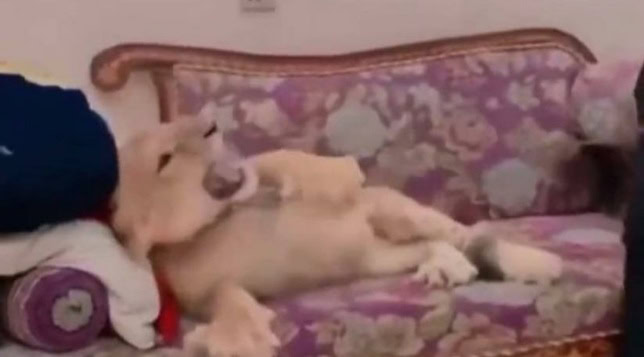 Man caught torturing lion cub on camera