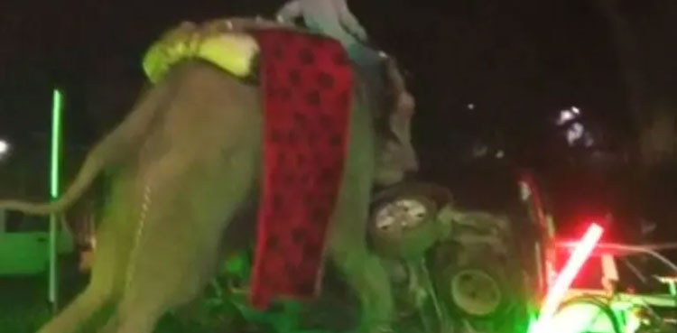 VIDEO: Irked elephant destroys wedding, forces groom to run away