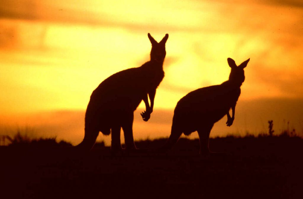 Two kangaroos die at Lahore zoo