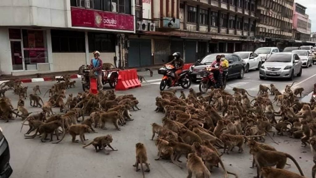 VIDEO: Hundreds of monkeys fight on road in Thailand's Lopburi.