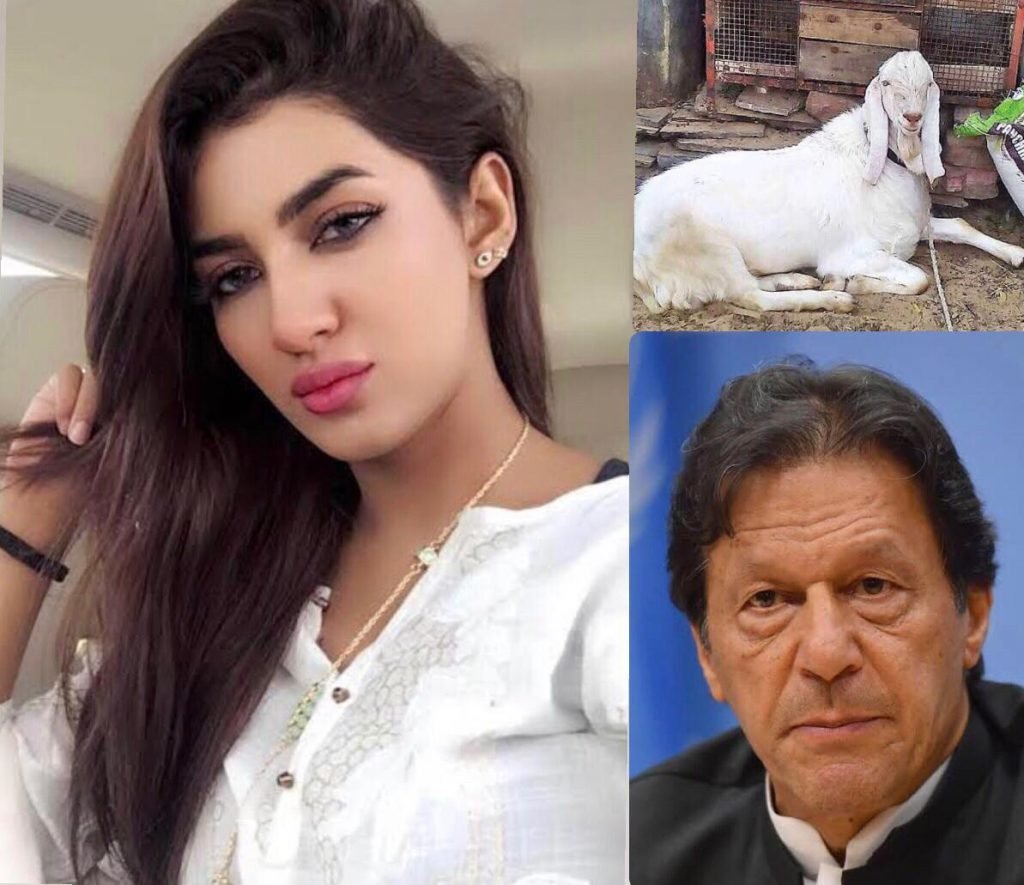 Mathira questions system if goats are to wear abaya as well after a goat in Okara was gang-raped.