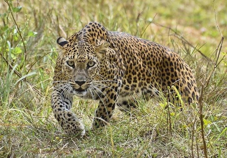 Birthday cake helps two brothers escape leopard