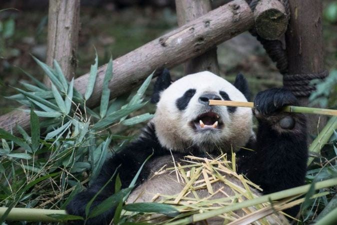 Giant pandas no longer endangered, says China