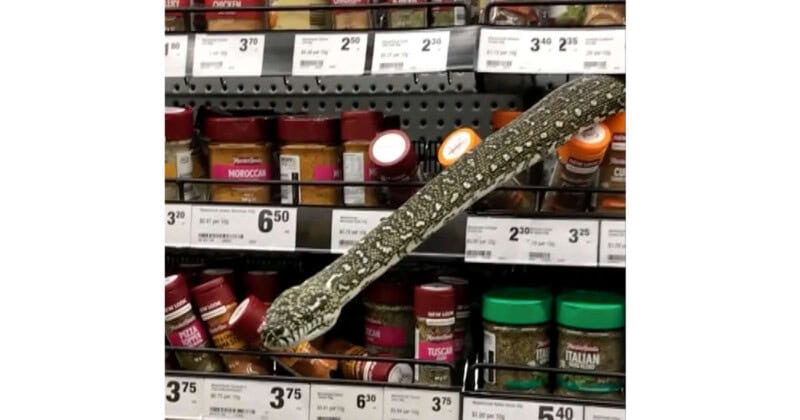 VIDEO: 10-foot-long python slides through grocery store racks