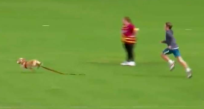 VIDEO: Dog interrupts cricket match