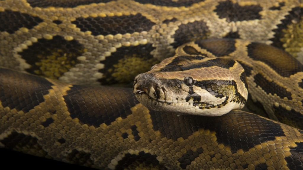 Man’s dead body found surrounded by 124 snakes