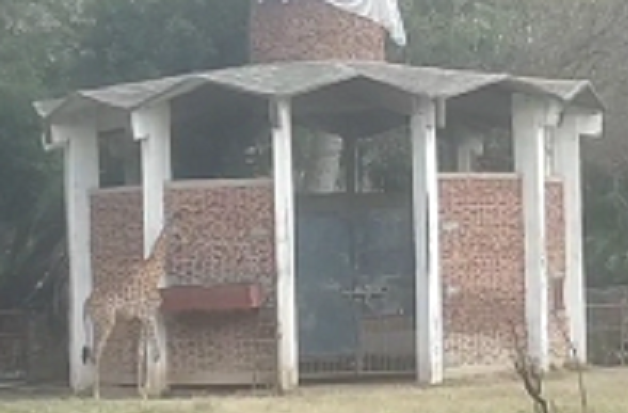 Giraffe dies at Lahore Zoo