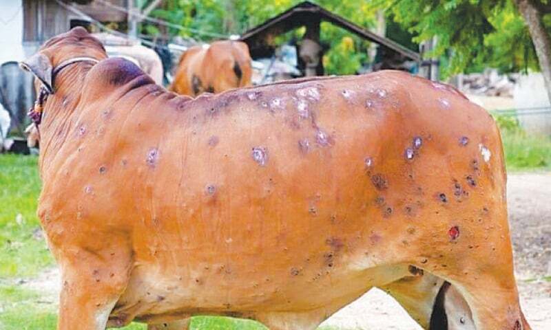 Almost 25,000 cases of lumpy skin disease diagnosed in cattle in Sindh, humans not at risk