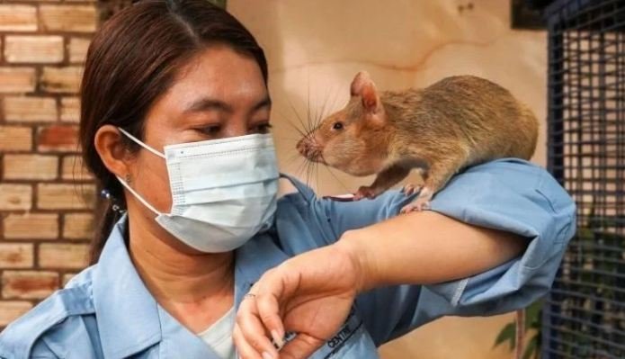 Rats in Indian hospital kill patient