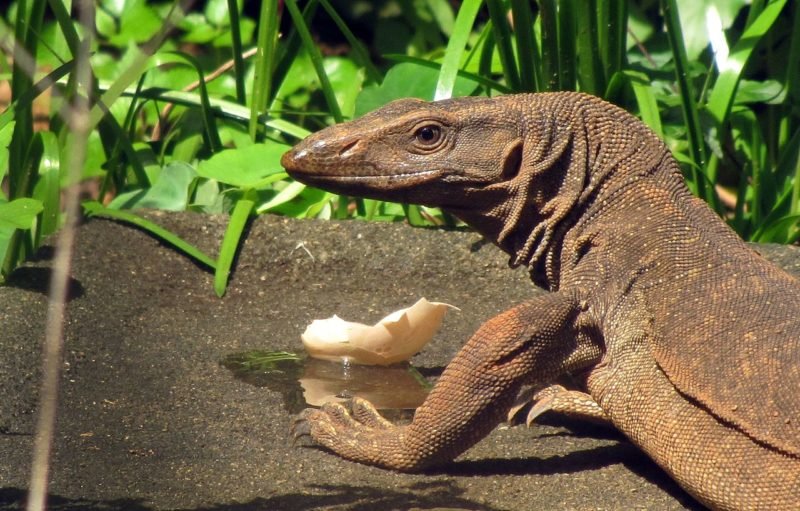 Four men arrested for allegedly raping a monitor lizard