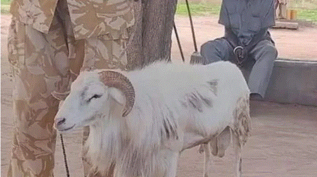 Sheep sentenced to three years in prison for killing a woman