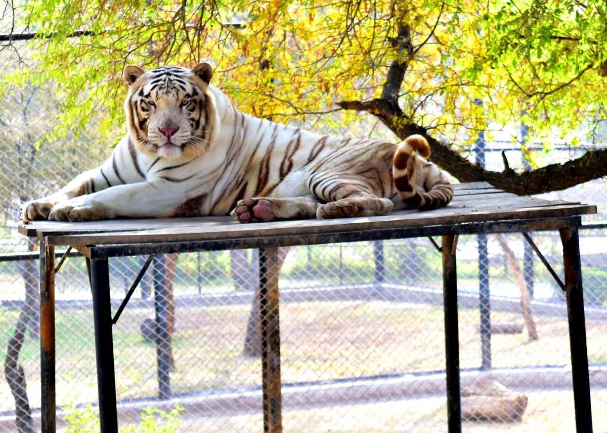 Heatwave emergency declared in Rawalpindi Zoo