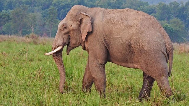 Elephant kills woman, later crashes her funeral