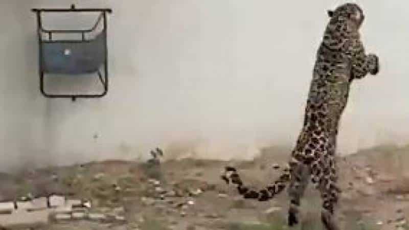 Leopard finally captured in Islamabad - The Current