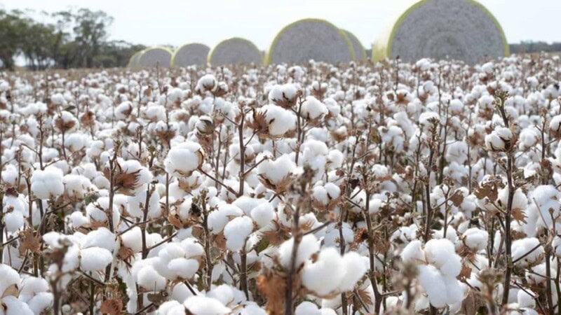 Cotton production in Pakistan drops to 40-year low due to flood damage