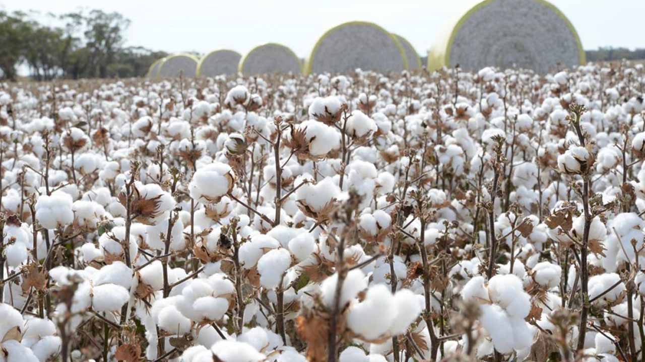cotton production pakistan