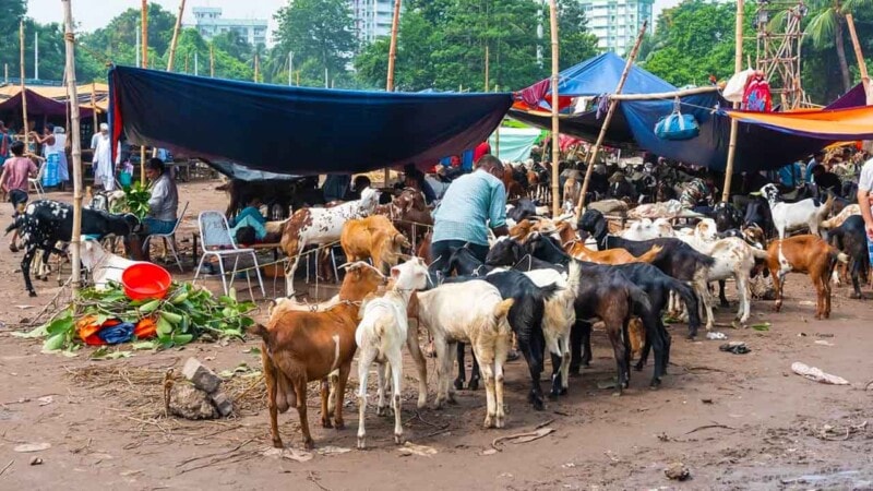 Inflated prices, deflated demand: Few buyers afford sacrificial animals at doubled rates for Eid-ul-Azha