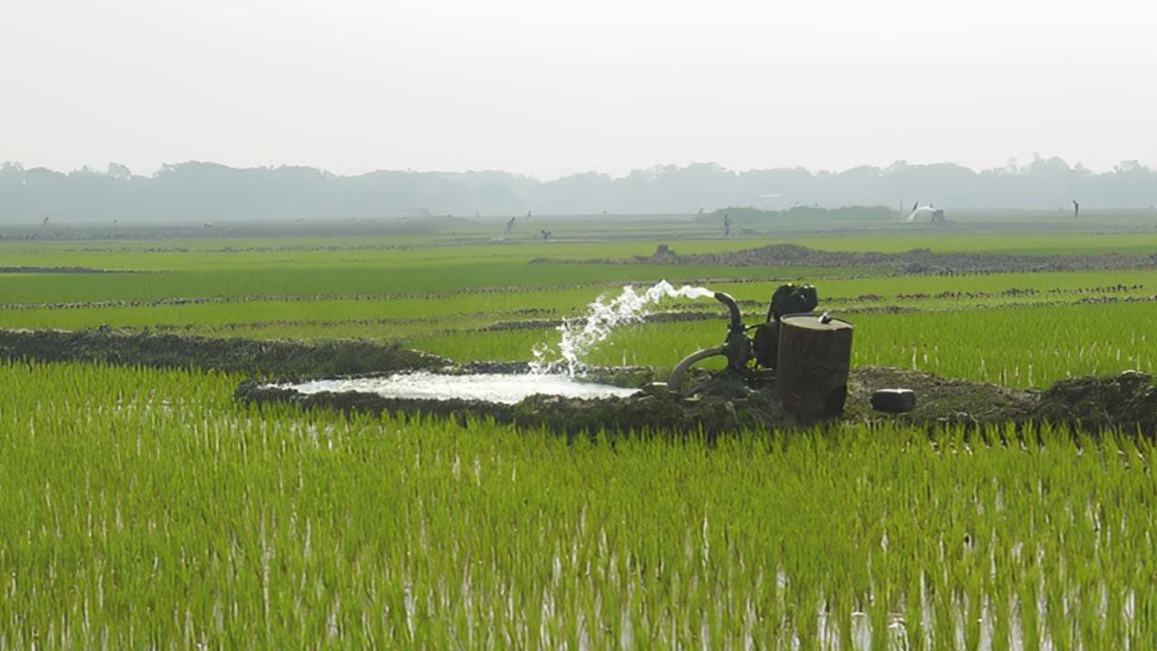 export quality rice production at risk in Pakistan