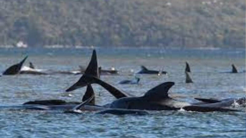 Over 50 pilot whales dead in Western Australia beach mass stranding