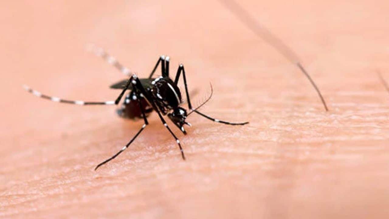 New dengue cases reported across Punjab