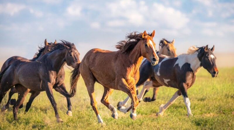 7 horses worth Rs10 lacs each die under mysterious circumstances