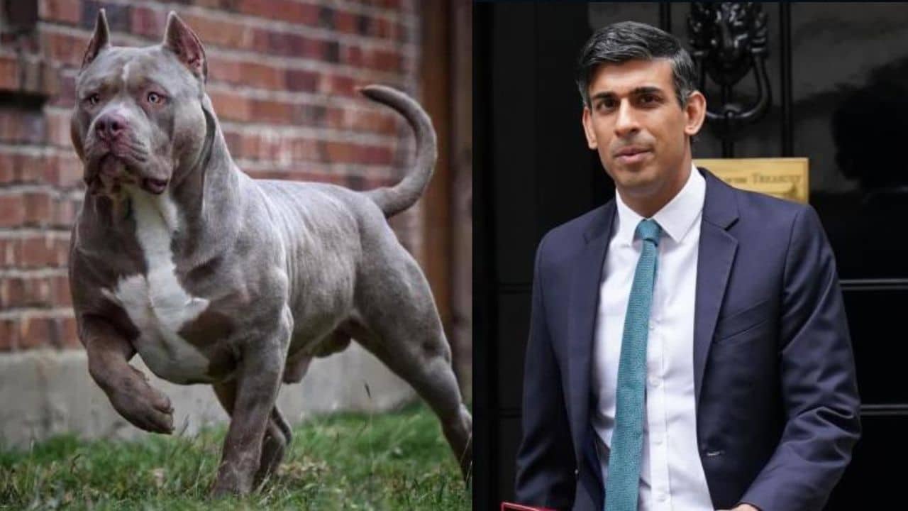 British Prime Minister bans American dog breed