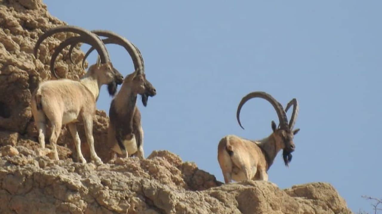 Deadly virus kills 35 ibex in Kirthar