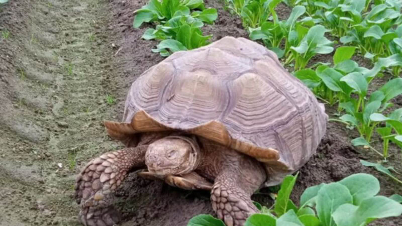 Want a pet that will live for a hundred years? This Giant Sulcata tortoise needs a home