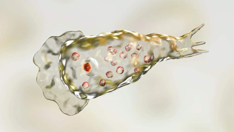 ‘Brain-eating’ amoeba causes two deaths in a week in Karachi