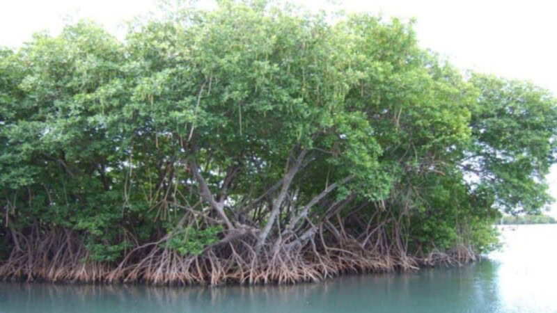 Karachi’s Mangroves, vital for the city, are depleting, Senate Committee told
