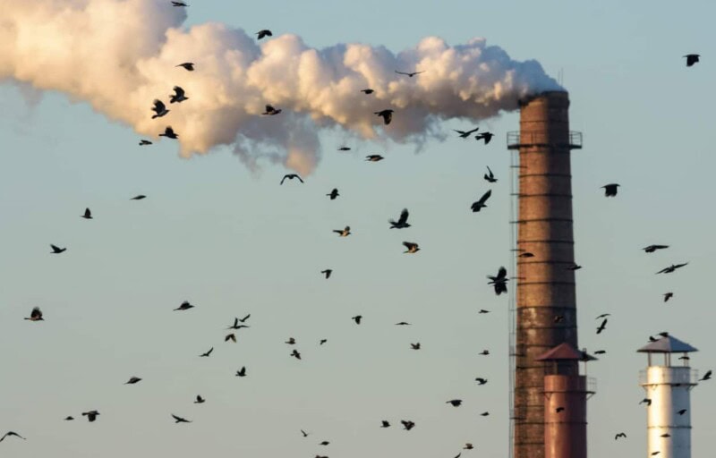 Climate Change causing bird populations to deplete in Pakistan
