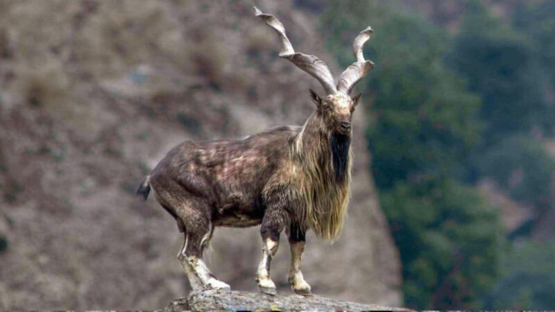 Markhor hunting permit auctioned for $212,000