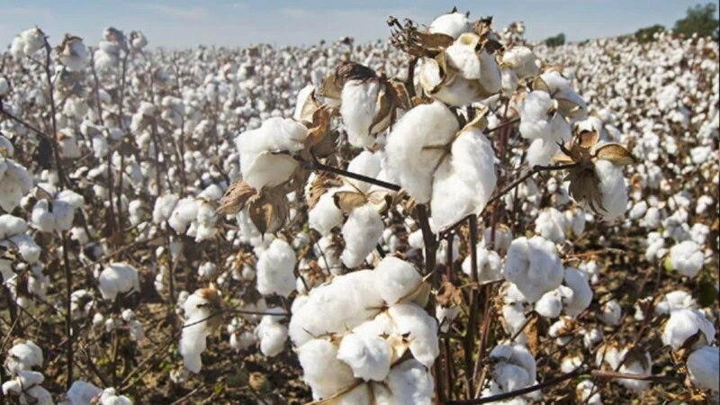 Pakistan’s cotton production surge offers hope for forex reserves 