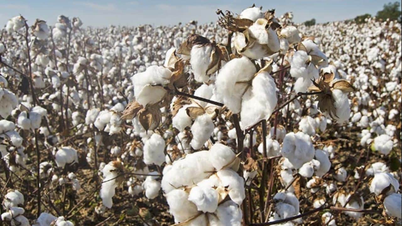Cotton production Pakistan