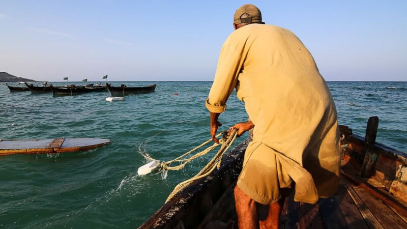 Karachi Fishermen catch Sowa fish worth Rs. 700 million