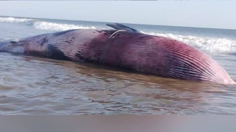 27-feet-long Bryde’s whale found dead on seashore in Balochistan
