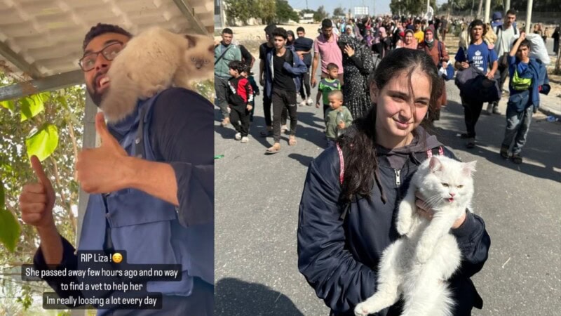 In the face of indescribable cruelty, Palestinians continue displaying love for animals