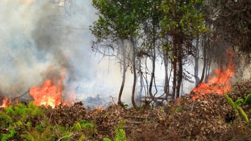 Climate change hitting home once again with wildfire in forests of Balochistan