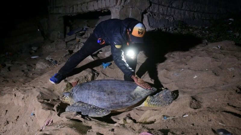 Green turtles fight to survive against Pakistan’s urban sprawl