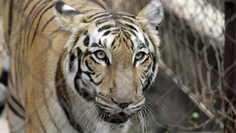 Pakistan zoo shut down after mystery tiger attack